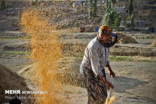 گندمكاران چشم انتظار تصمیم فردای شورای قیمت گذاری