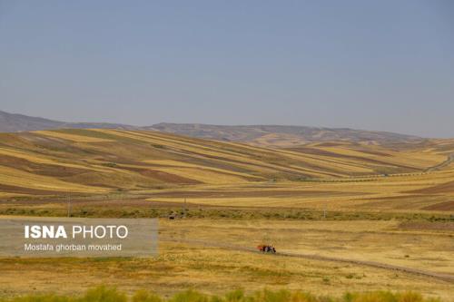 برآورد سطح زیرکشت ۳ محصول استراتژیک با فناوری فضایی