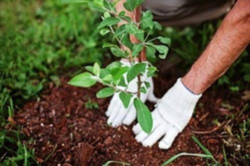 اجرای طرح کاشت یک میلیارد درخت با استفاده از تکنولوژی های جدید