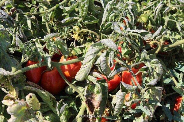 چرا ایران به فناوری بازیافت ضایعات غذایی نیاز دارد؟