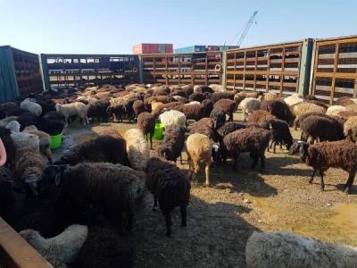 شركت پشتیبانی امور دام كشور از پرداخت مالیات معاف می شود؟