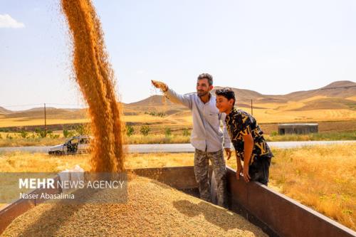 ۷۵ هزار تن گندم در استان سمنان خریداری شد
