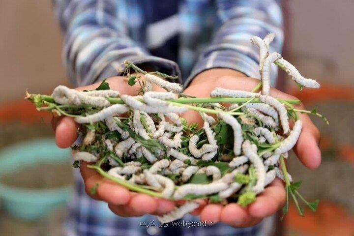 ابریشم کشی در سایه آفت ها نوغانداران چشم انتظار حمایت