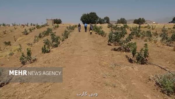 جوانه های امید از دل خشکسالی پسته جای برنج نشست!