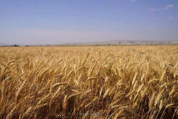 چرا استاندارد ۱۰۴ و تولید گندم کیفی اجرائی نمی شود؟