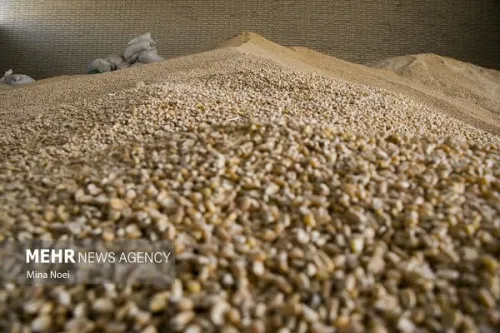 ورود قوه قضاییه به بحران نهاده های دامی