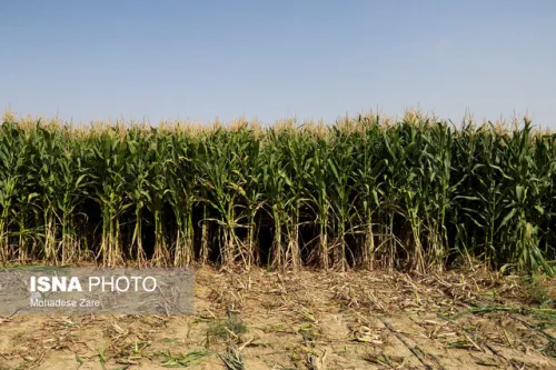 تعیین تغییرات اراضی کشاورزی با تصاویر ماهواره ای سنتینل‑۲