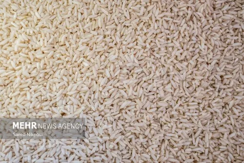 واردات برنج تسهیل شد اما نقدینگی وجود ندارد