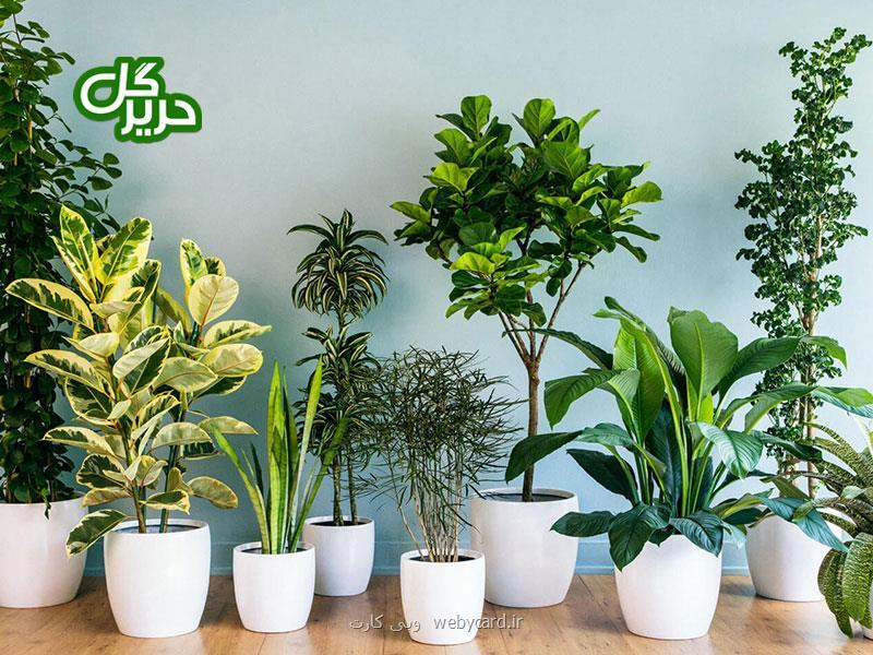 خوشگلاسیون منزل شما با گیاهان آپارتمانی