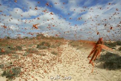 هجوم گسترده ملخ های صحرایی به كشور از ۱۰ روز دیگر