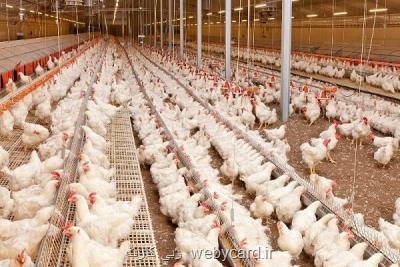 7 استان كشور از از پرتراكم ترین واحدهای مرغ تخمگذار دنیا هستند