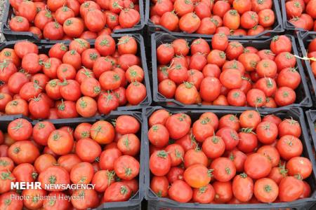 آغاز توزیع گوجه فرنگی در میادین میوه و تره بار